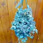 Lampášik (Ceropegia woodii) ´VARIEGATA´ - výška 30-50 cm, kont. C1,5L
